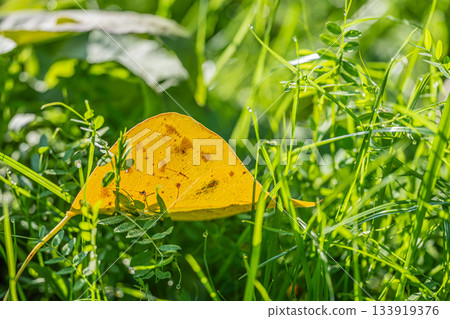 在清晨的陽光下，落葉若隱若現——秋日景象 133919376