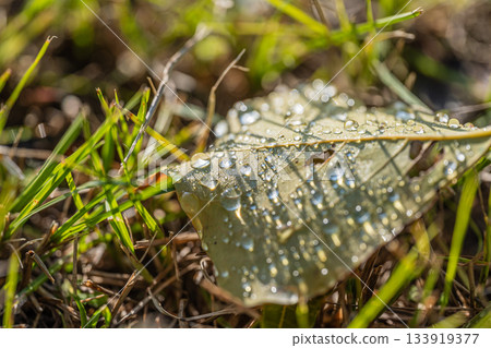落葉上掛著晨露－秋日景象 133919377