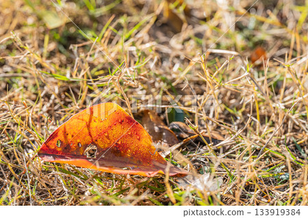 Fallen leaves emerging in the morning sun - Autumn image Fallen leaves emerging in the morning sun - Autumn image 133919384