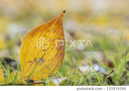 Fallen leaves emerging in the morning sun - Autumn image Fallen leaves emerging in the morning sun - Autumn image 133919398