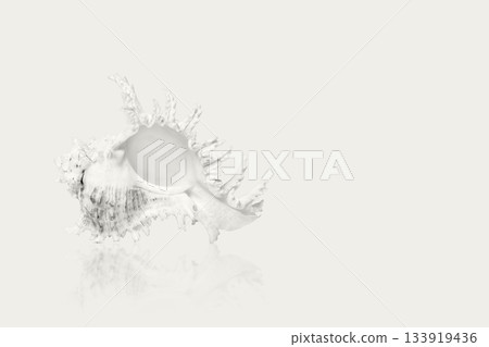 Demonstrating the colors of 2026 - Cloud Dancer. Sea shell on blue background. Color concept. Demonstrating the colors of 2026 - Cloud Dancer. Sea shell on blue background. Color concept. 133919436