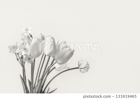 Demonstrating the colors of 2026 - Cloud Dancer. Spring composition on gray background of flowers tulips with a place for text. Demonstrating the colors of 2026 - Cloud Dancer. Spring composition on gray background of flowers tulips with a place for text. 133919465
