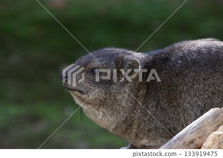 Prairie dog looking far away 133919475