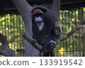Blazer Monkey 133919542