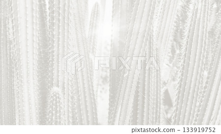 Cacti growing in a desert environment under bright sunlight during mid-afternoon hours Cacti growing in a desert environment under bright sunlight during mid-afternoon hours 133919752