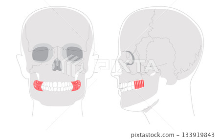 Buccinator - Human cheek muscle in anatomy chart, aids in mastication by compressing the cheeks, important for Buccinator - Human cheek muscle in anatomy chart, aids in mastication by compressing the cheeks, important for 133919843