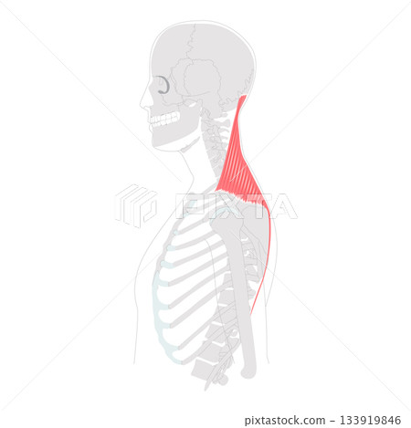 Trapezius - Large human back and neck muscle shown in anatomy chart, shaped like a trapezoid, responsible for moving 133919846