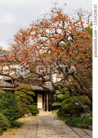 老房子花園裡的紅柿子 133920635