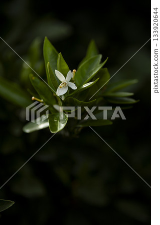 Mandarin orange white flowers Mandarin orange white flowers 133920644