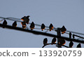 A bird perching on a wire 133920759