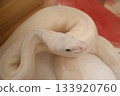 Snake seen from the side 133920760