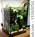 Aquarium 133920762