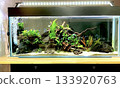 Aquarium 133920763