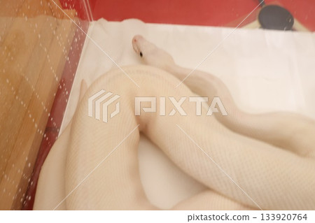一條蛇 一條蛇 133920764