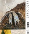 coconut crab 133920766