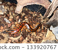 Big centipede 133920767