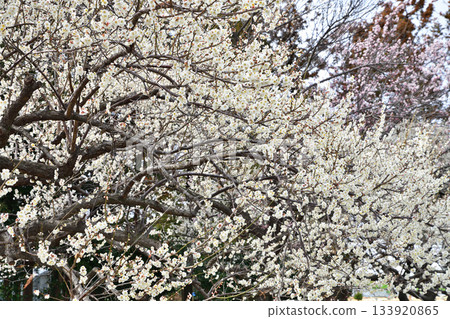 The arrival of early spring: White plum blossoms in full bloom The arrival of early spring: White plum blossoms in full bloom 133920865