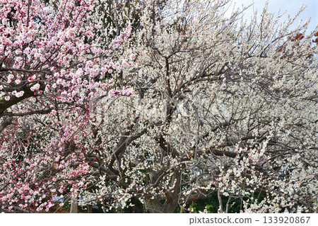 早春來臨：紅白梅花盛開。 133920867