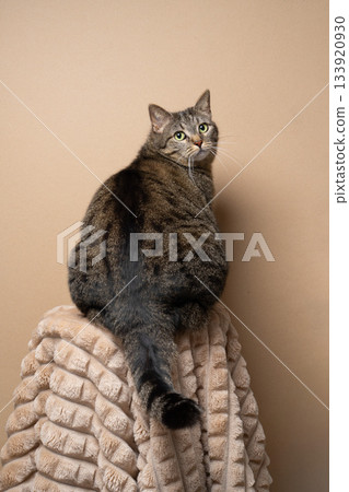 overweight tabby cat studio portrait overweight tabby cat studio portrait 133920930
