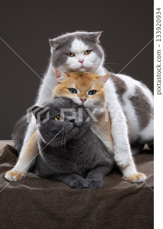 stack of three british shorthair cats cuddling 133920934