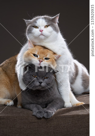 stack of three british shorthair cats cuddling stack of three british shorthair cats cuddling 133920935