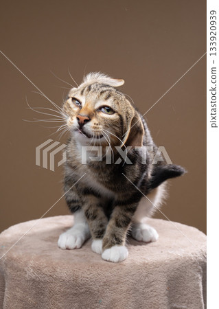 domestic cat shaking it's head domestic cat shaking it's head 133920939