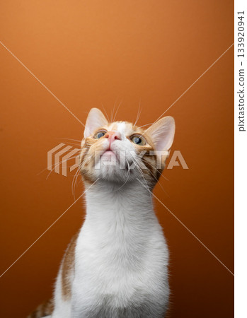 orange white cat on orange background 133920941