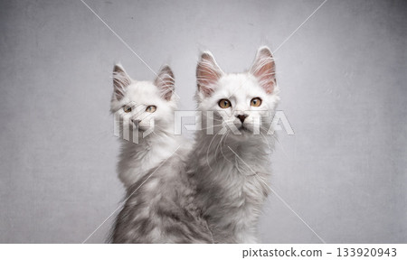 two maine coon kittens portrait 133920943
