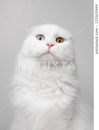 odd eyed white scottish fold cat odd eyed white scottish fold cat 133920944