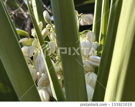 Beautiful bloom Yucca with white flowers 133921019
