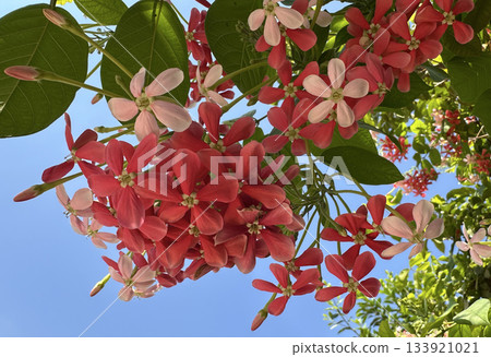 Combretum indicum (lat. - Combretum indicum) or Quisqualis indicum Combretum indicum (lat. - Combretum indicum) or Quisqualis indicum 133921021