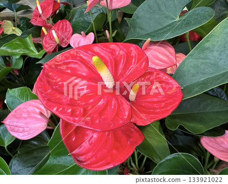 Red flower Anthurium in the greenhouse 133921022