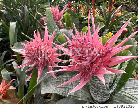 Silver vase or urn plant (lat.- Aechmea fasciata) Silver vase or urn plant (lat.- Aechmea fasciata) 133921026