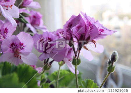 Geranium flowers near a window (lat.- Pelargonium) Geranium flowers near a window (lat.- Pelargonium) 133921036