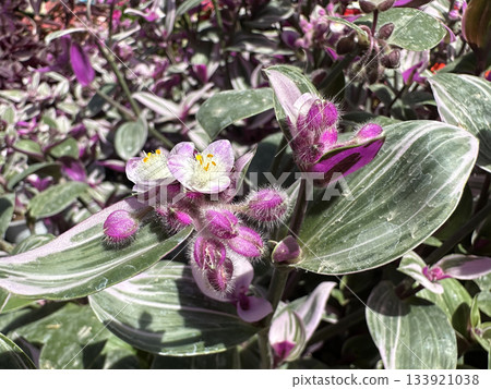 White Velvet or Cobweb Spiderwort lat.- Tradescantia sillamontana) White Velvet or Cobweb Spiderwort lat.- Tradescantia sillamontana) 133921038