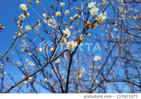 Plum blossoms telling the spring Plum blossoms telling the spring 133921075