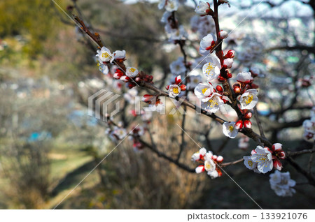 Plum blossoms telling the spring Plum blossoms telling the spring 133921076
