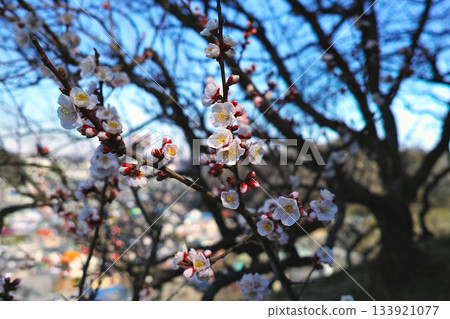 Plum blossoms telling the spring Plum blossoms telling the spring 133921077