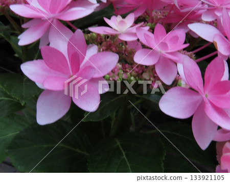 雨季花卉繡球花 130 133921105