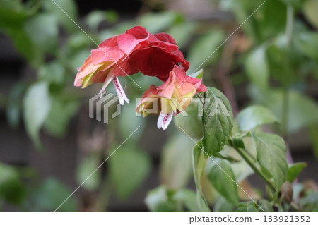 近距離觀察紅瓣韓國茉莉花 近距離觀察紅瓣韓國茉莉花 133921352