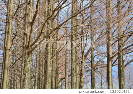 Fallen metasequoia trees in winter, Saitama City 133921421