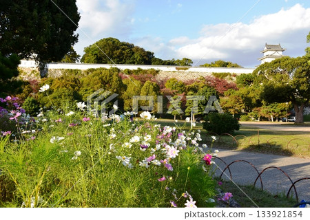 兵庫縣明石城（明石公園）的辰巳塔，以及盛開的波斯菊。 133921854