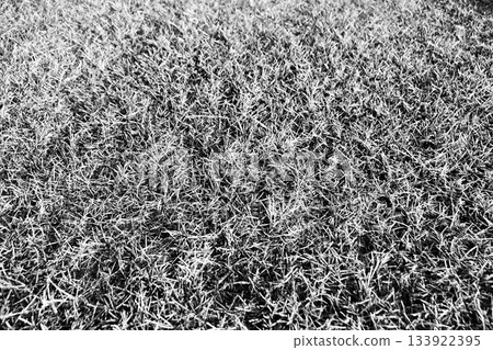 零下嚴寒的清晨:草地上結霜,黑白照片中的「肯塔基藍草」。 零下嚴寒的清晨:草地上結霜,黑白照片中的「肯塔基藍草」。 133922395