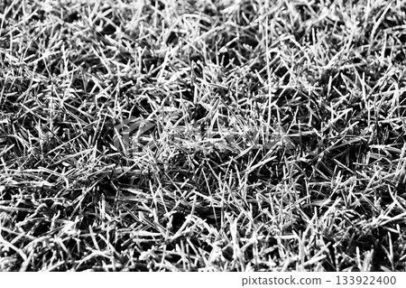 A sub-zero morning: Frost on the grass "Kentucky bluegrass" in black and white A sub-zero morning: Frost on the grass "Kentucky bluegrass" in black and white 133922400