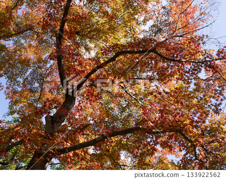 Vivid autumn foliage on Satsukiyama in Ikeda City, Osaka Prefecture Vivid autumn foliage on Satsukiyama in Ikeda City, Osaka Prefecture 133922562