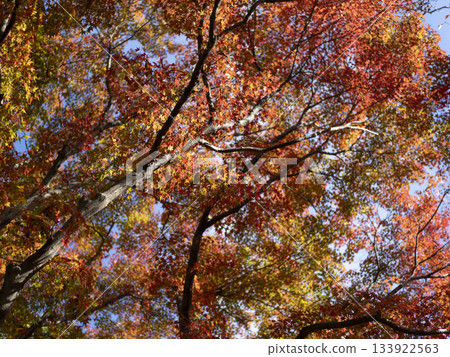 Vivid autumn foliage on Satsukiyama in Ikeda City, Osaka Prefecture Vivid autumn foliage on Satsukiyama in Ikeda City, Osaka Prefecture 133922563