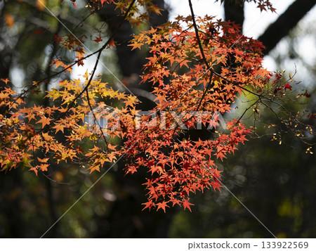 Vivid autumn foliage on Satsukiyama in Ikeda City, Osaka Prefecture 133922569