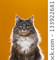 gray cat on yellow background studio shot 133922681
