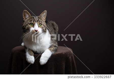 tabby white cat studio portrait on brown background tabby white cat studio portrait on brown background 133922687