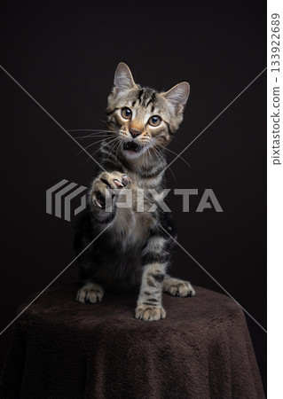 playful tabby kitten studio shot playful tabby kitten studio shot 133922689